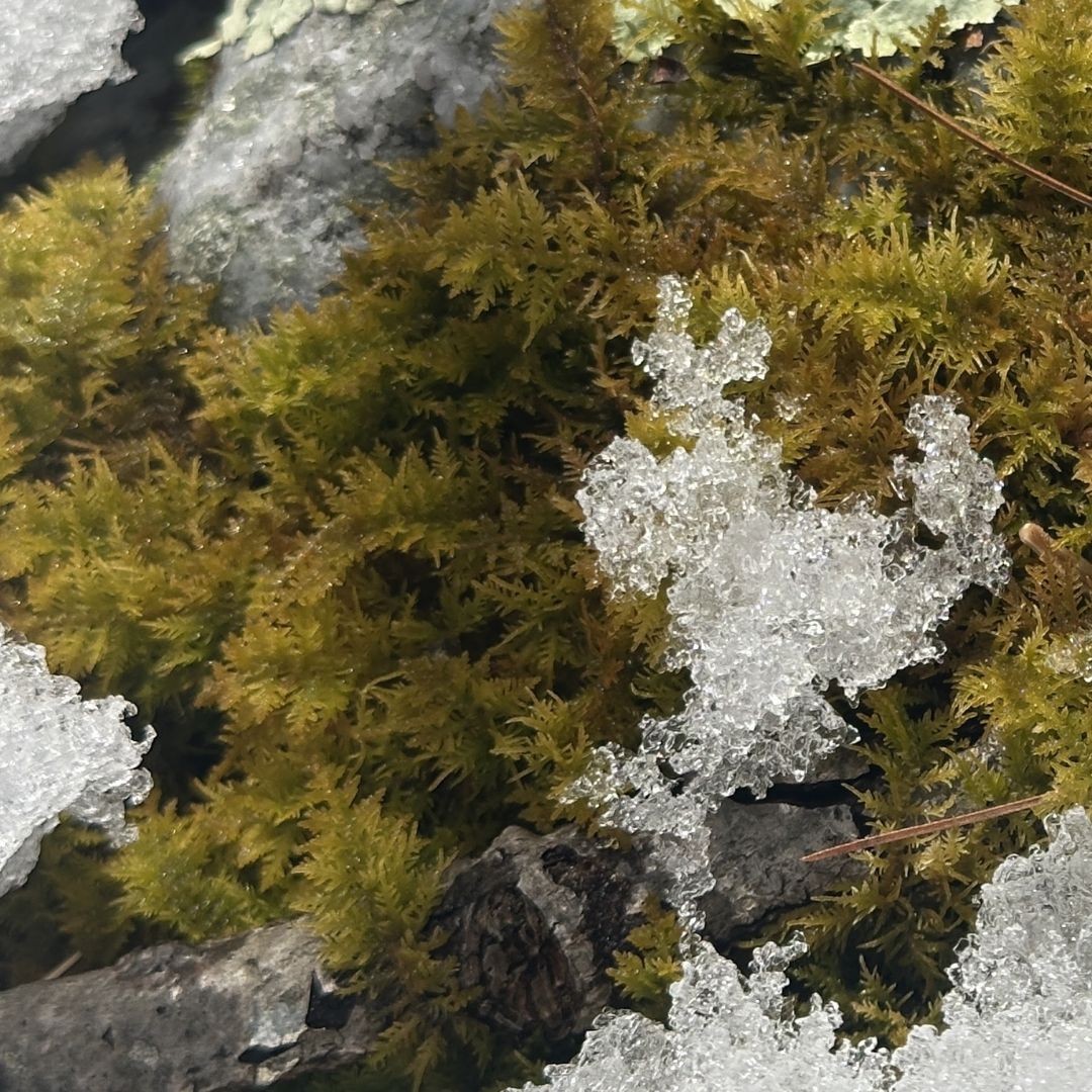 Silda's favorite first signs of Spring!